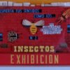 Insectos
