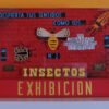 Insectos